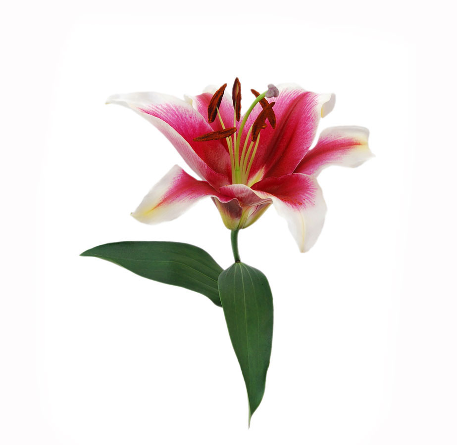 شاخه گل لیلیوم